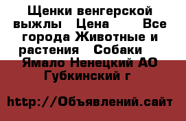 Щенки венгерской выжлы › Цена ­ 1 - Все города Животные и растения » Собаки   . Ямало-Ненецкий АО,Губкинский г.